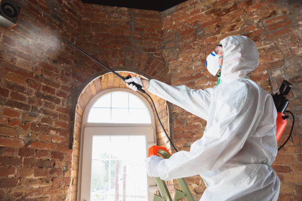 Professional Mold Removal in Depew, NY