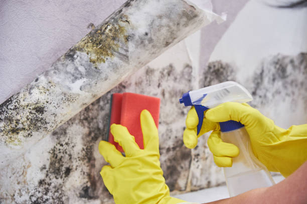 Why You Should Choose Our Mold Remediation Services in Depew, NY